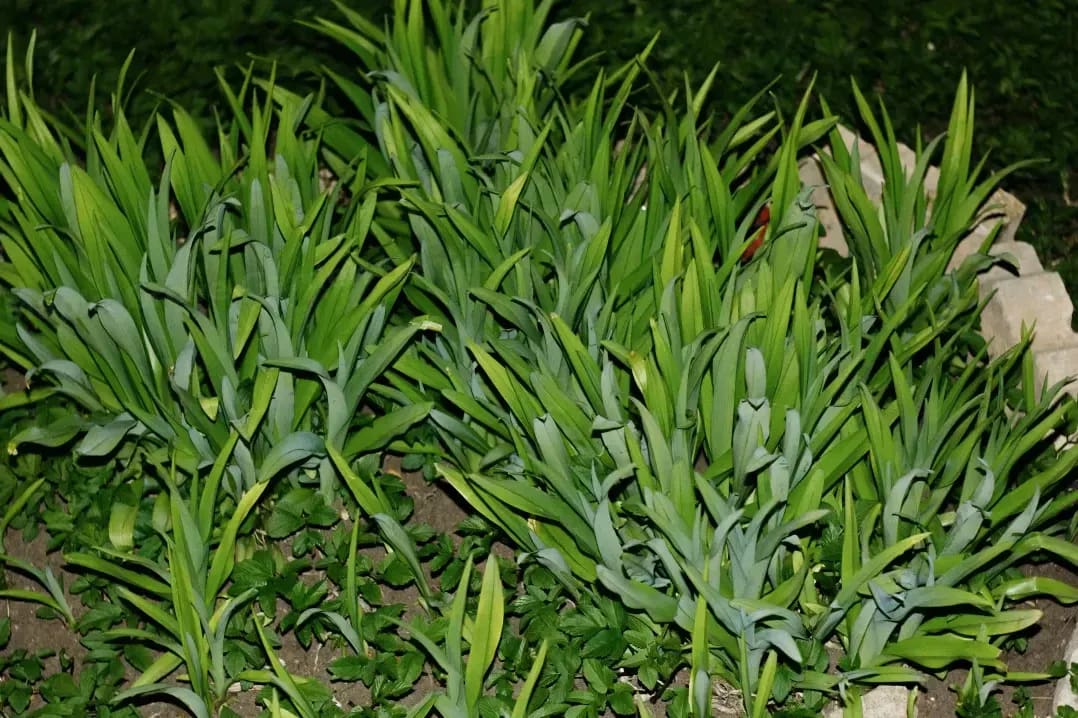 Choosing the Right Plants for a Low-Maintenance Garden