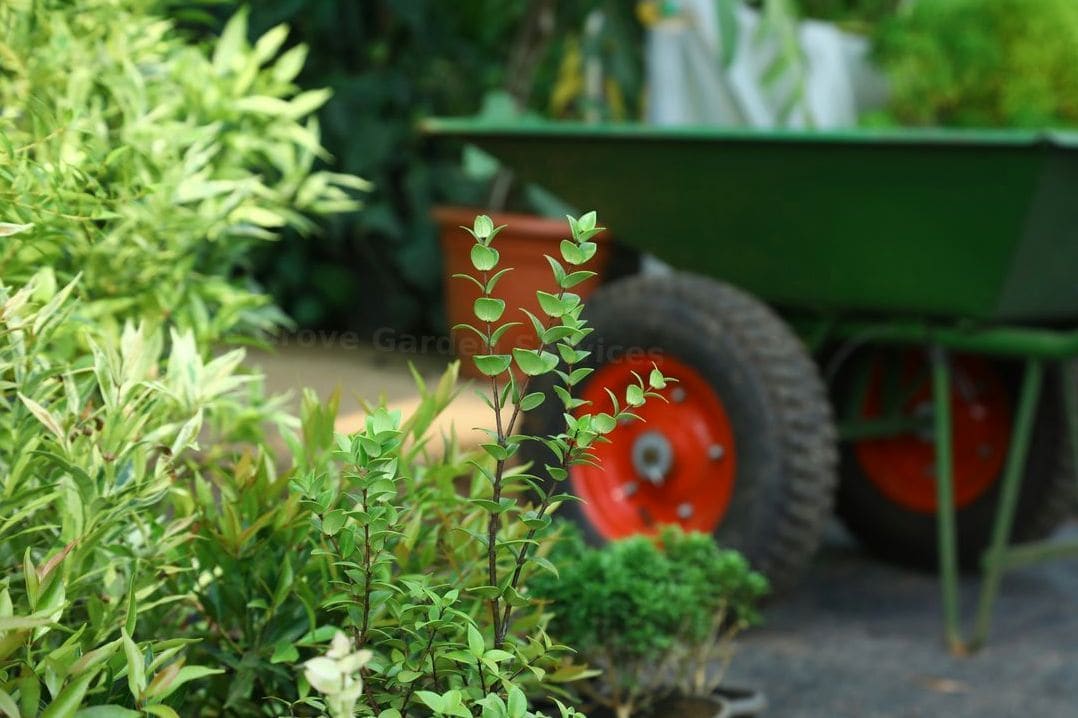 Mulching and soil improvement